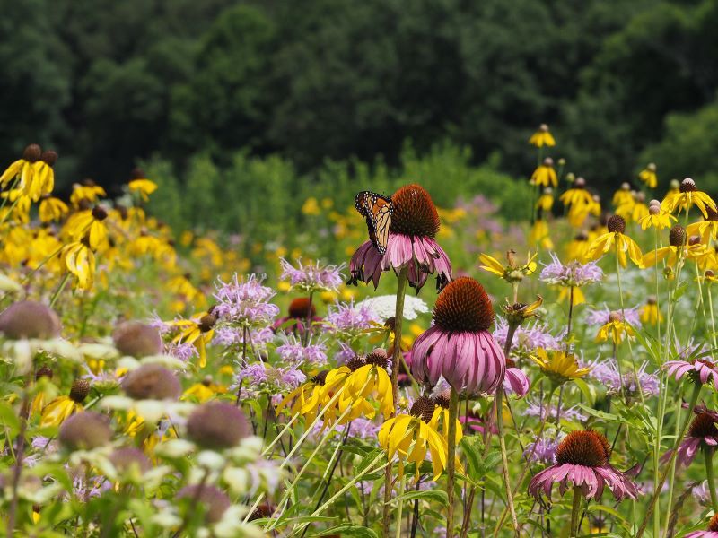 Plant Native Species