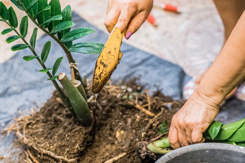 Plant Propagation