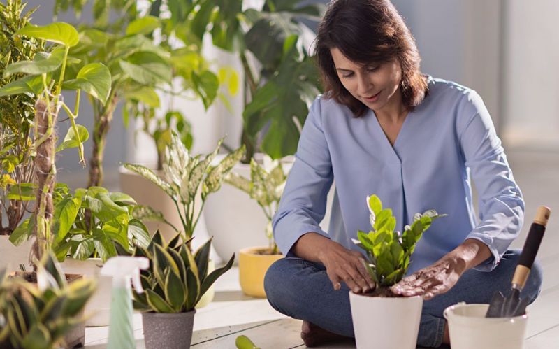 Plant Rental Services