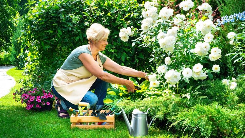 Plant Selection