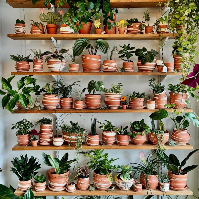 Plant Shelfie
