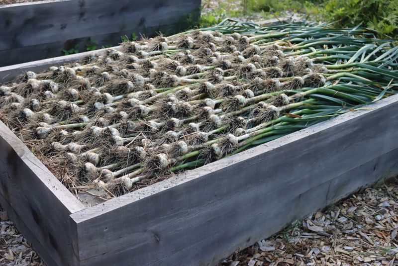 Create a Raised Bed