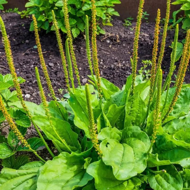 Plantain