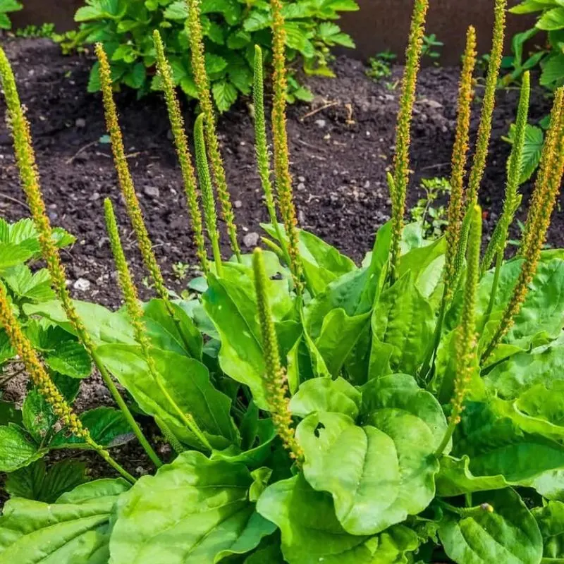 Plantain