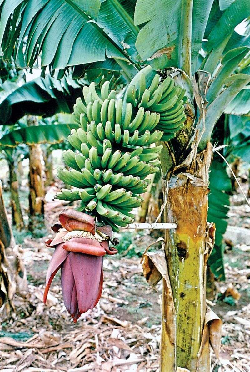 Plantain