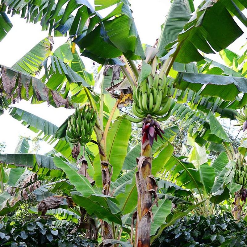 Plantain