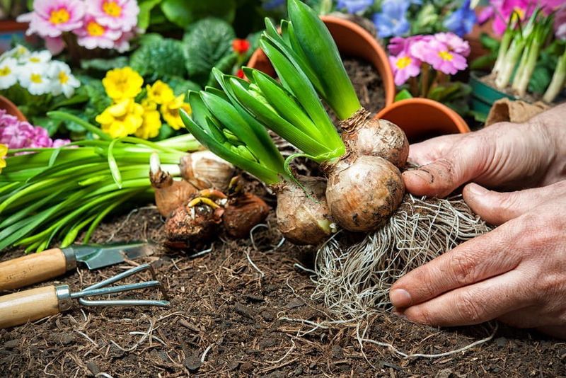Planting Bulbs