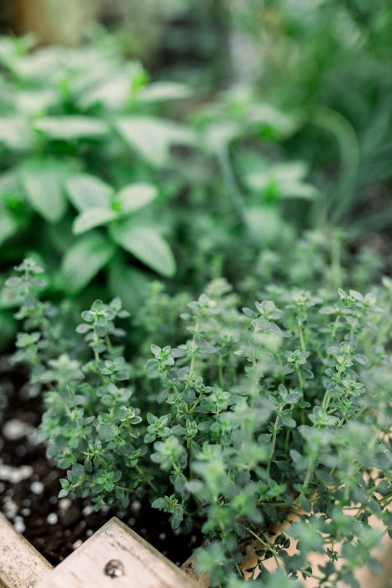 Planting Herbs