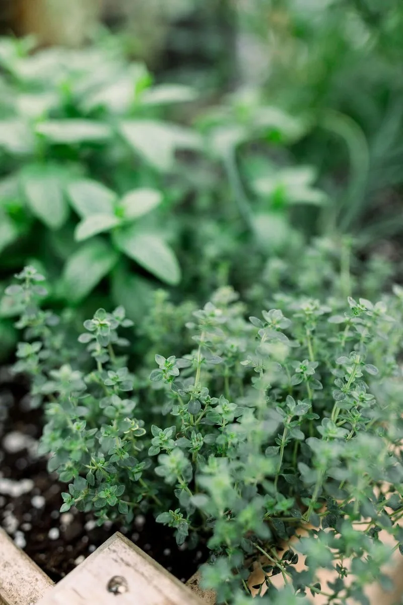 Planting Herbs