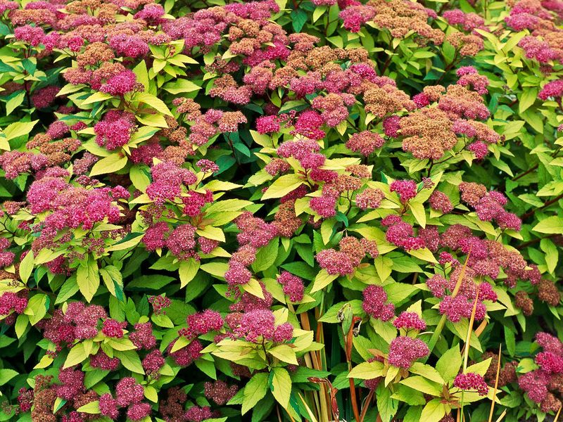 Planting Non-Native Species