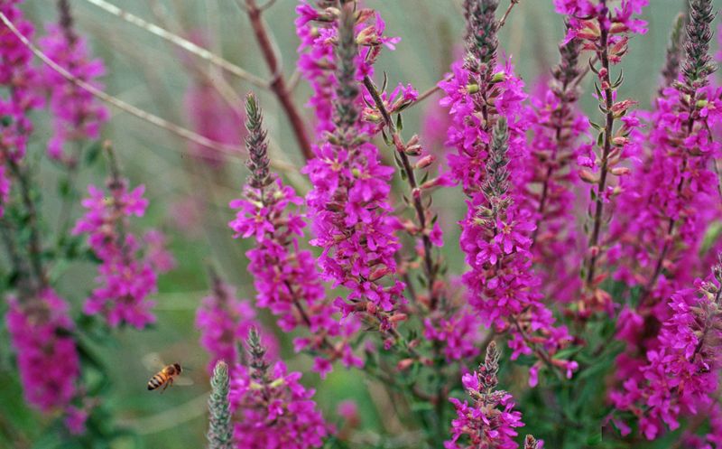 Planting Non-Native Species