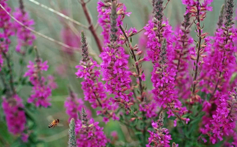 Planting Non-Native Species
