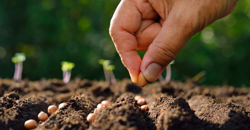 Planting Seeds