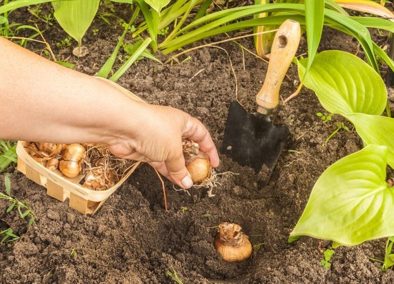Planting Too Early