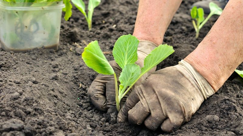 Planting at the Wrong Time