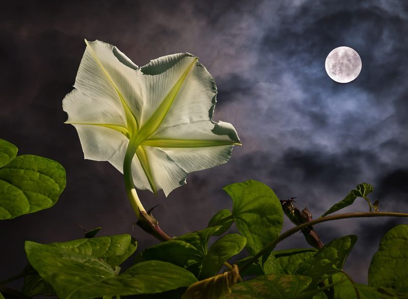 Planting by the Moon