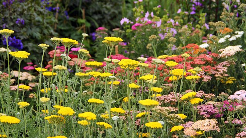 Planting in Poor Soil