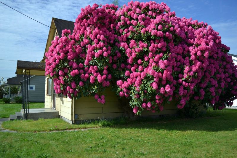 Planting in the Wrong Location