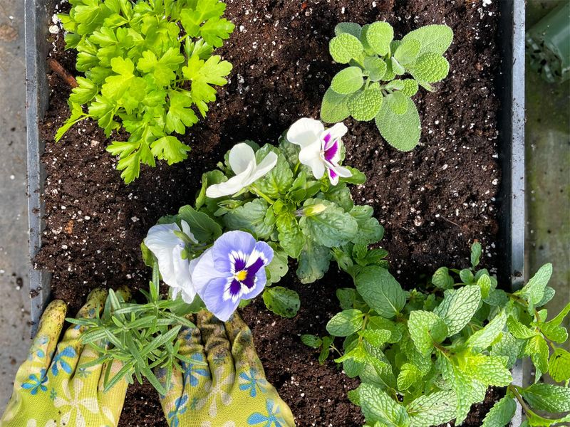 Planting too Early or Late