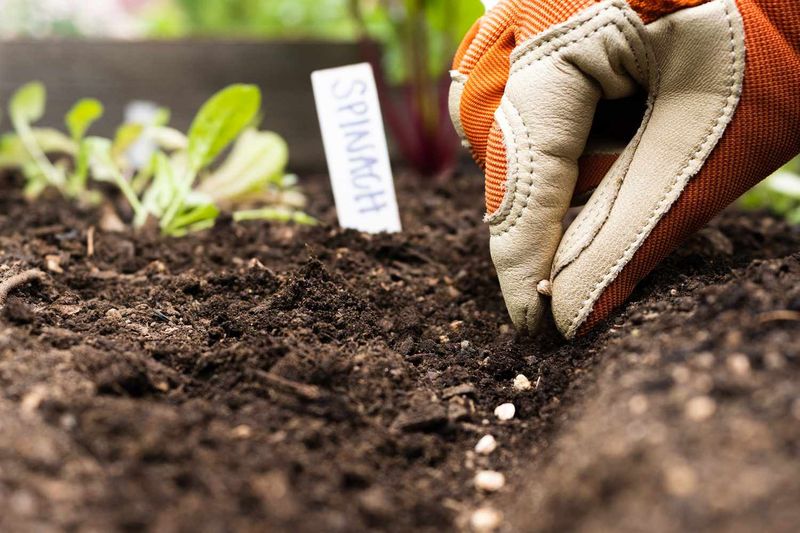 Planting