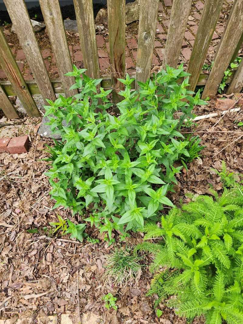 Fast-Growing, Invasive Plants