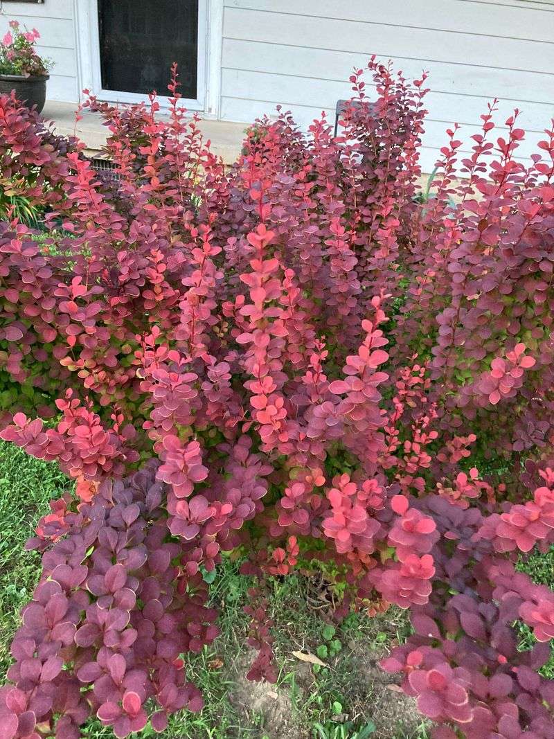 Thorny Shrubs (e.g., Barberry)