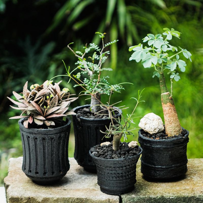 Plastic Planters