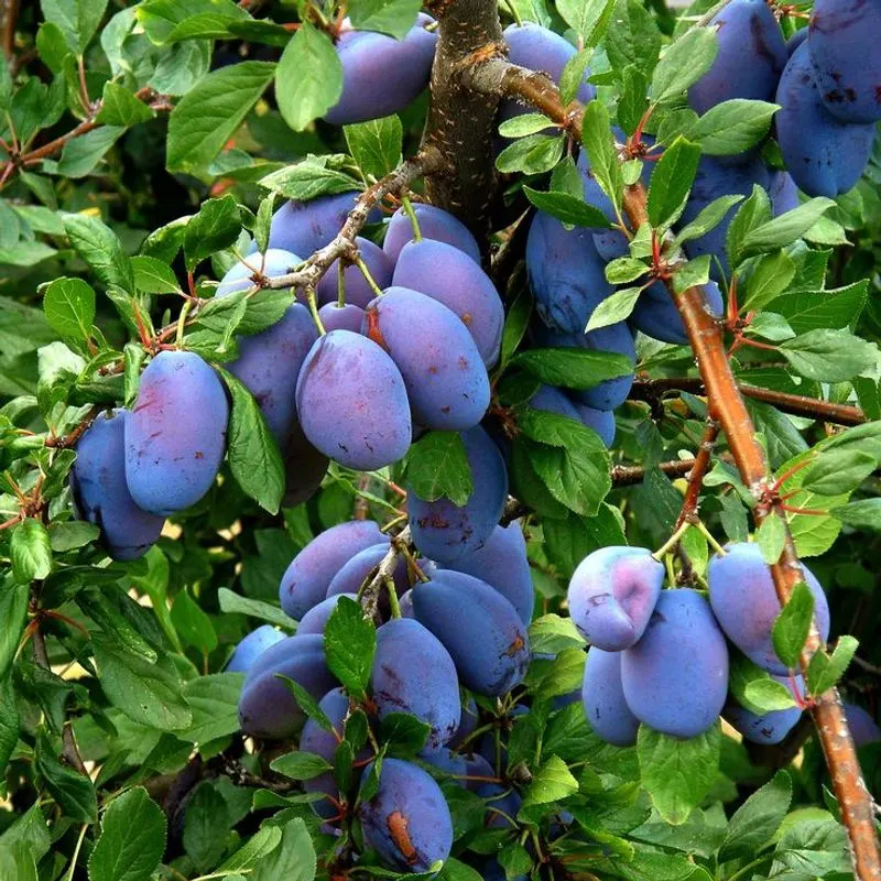 Plum Tree