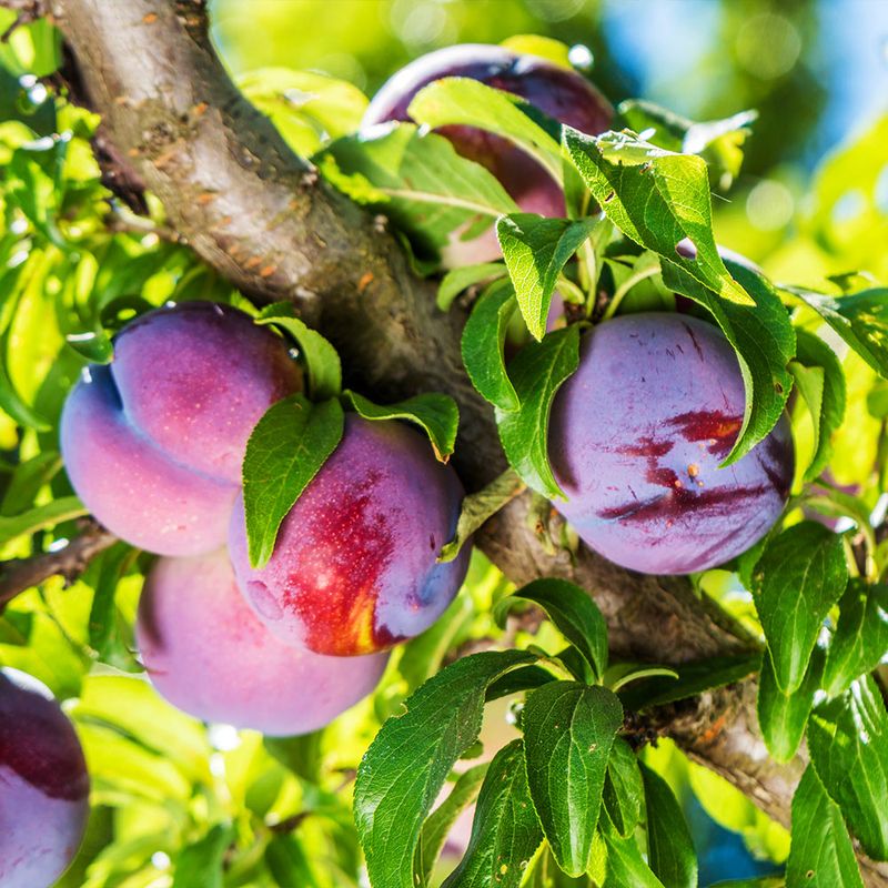 Plum Tree