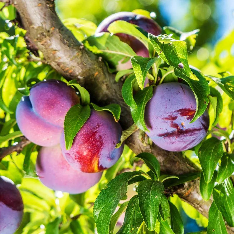 Plum Tree