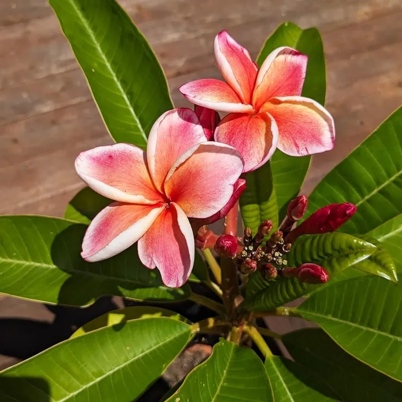 Plumeria