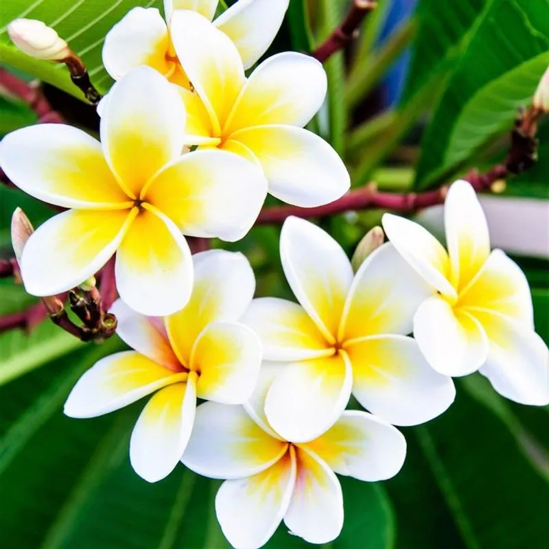 Plumeria