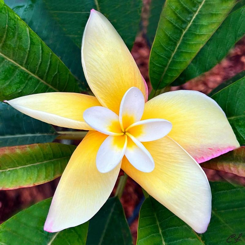 Plumeria
