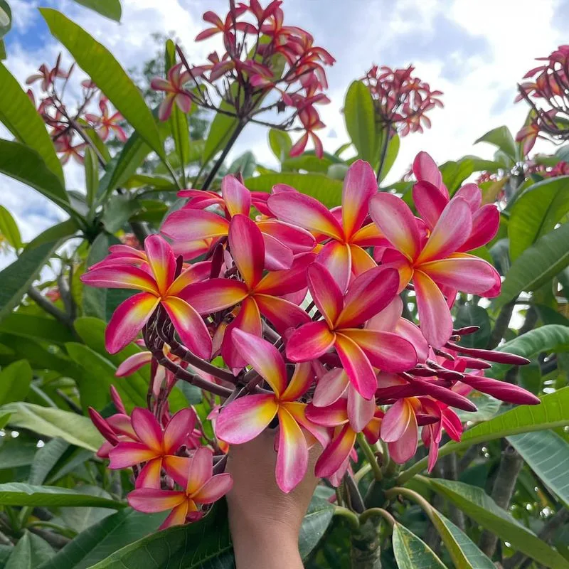 Plumeria