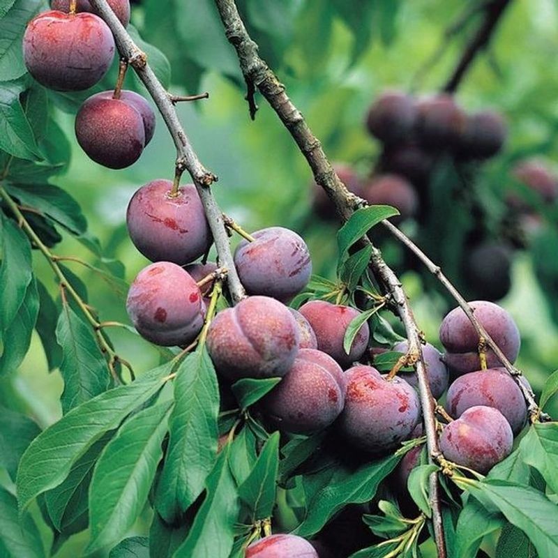 Plums