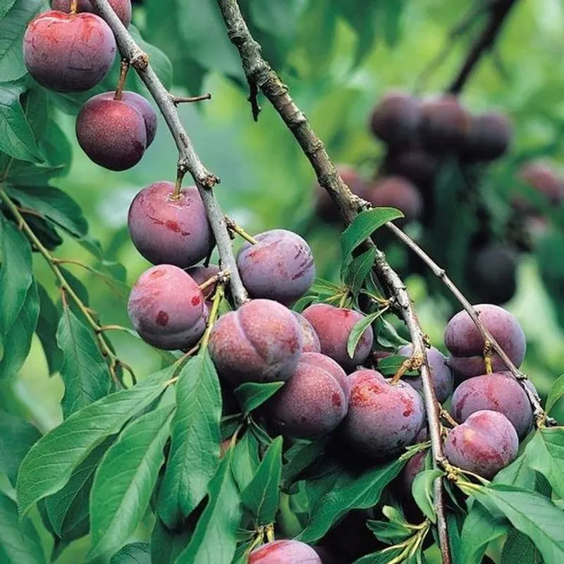 Plums
