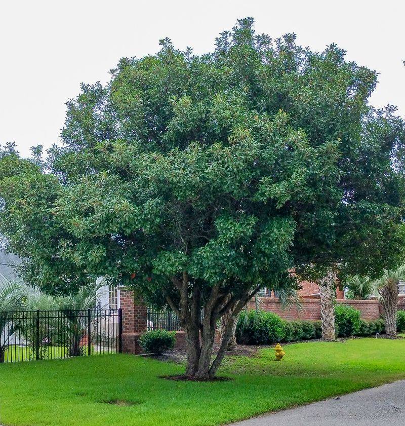 Southern Wax Myrtle