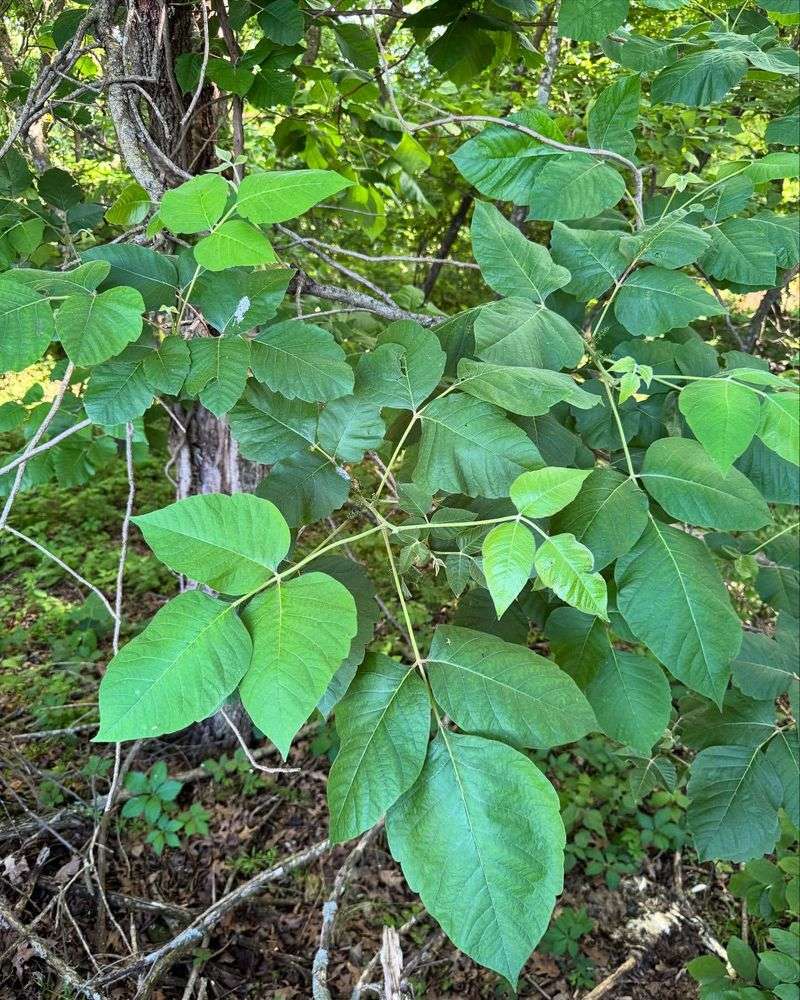Poison Ivy