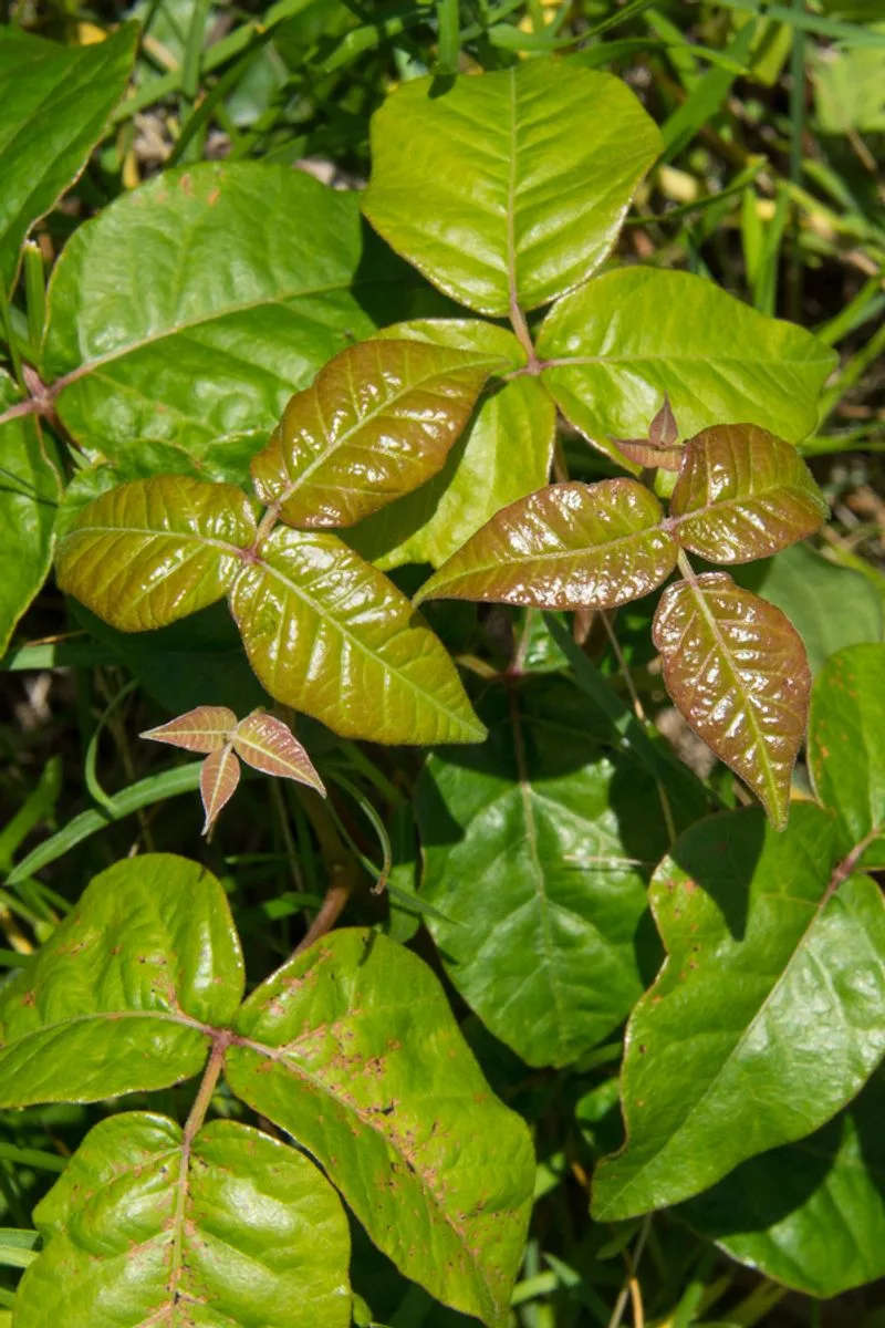 Poison Ivy