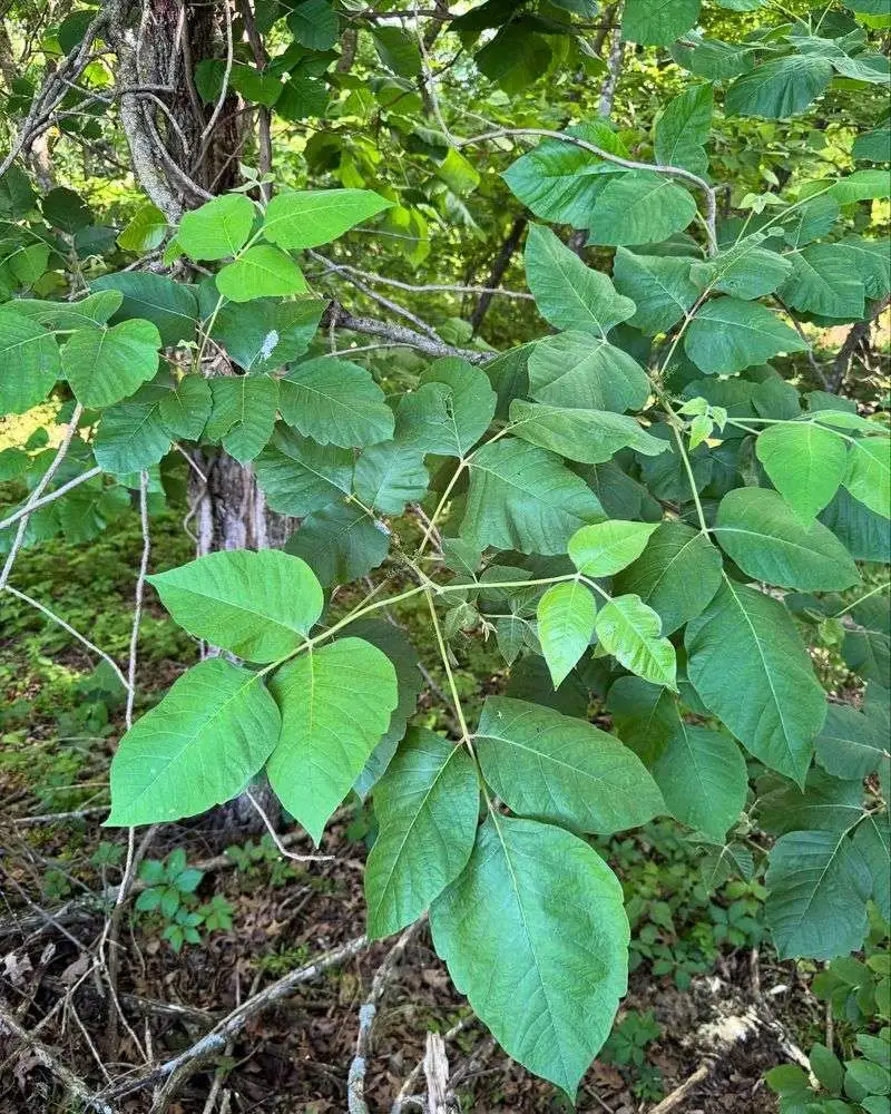 Poison Ivy
