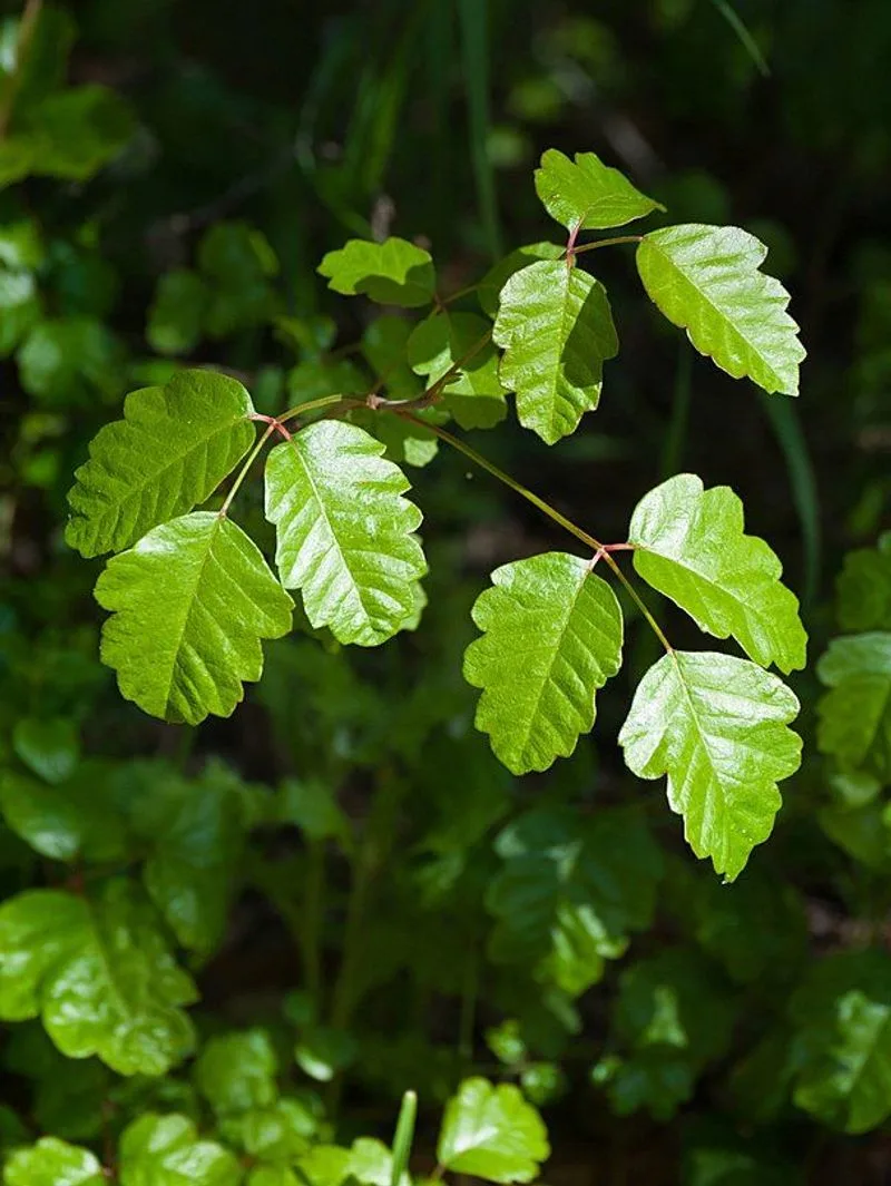 Poison Oak
