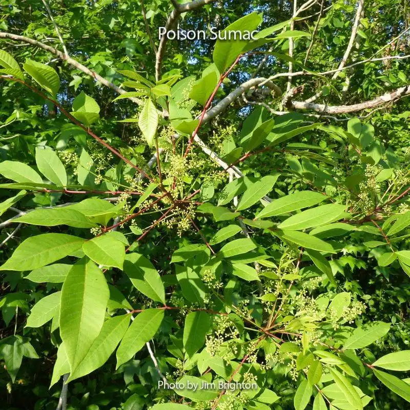Poison Sumac