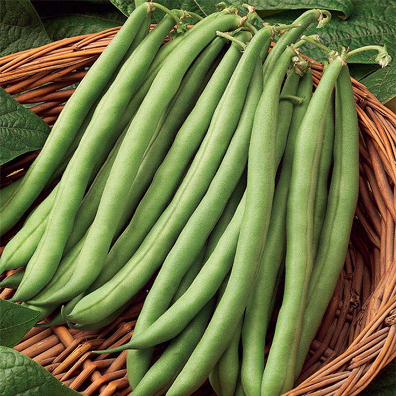Pole Beans
