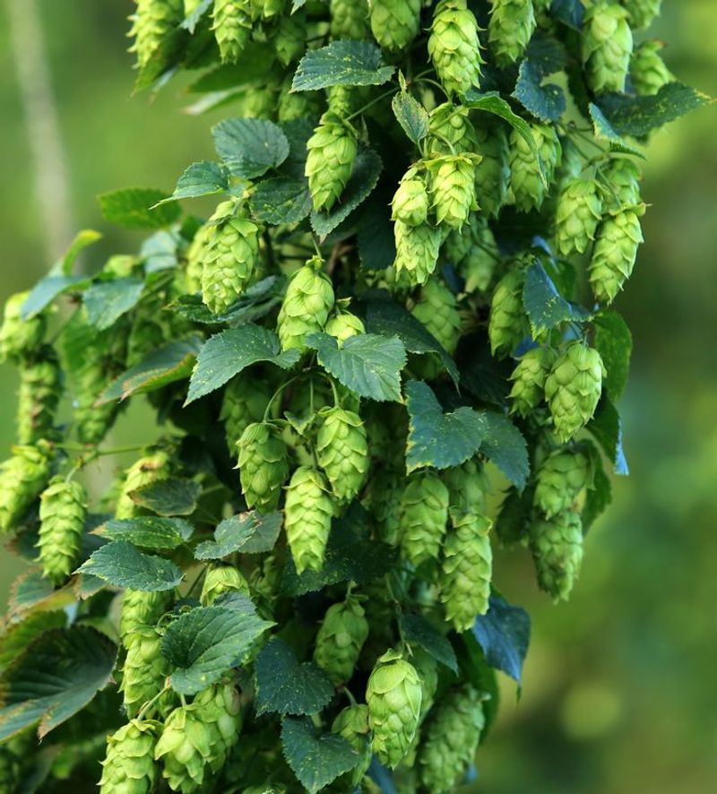 Hops Shoots