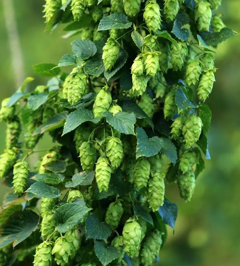 Hops Shoots