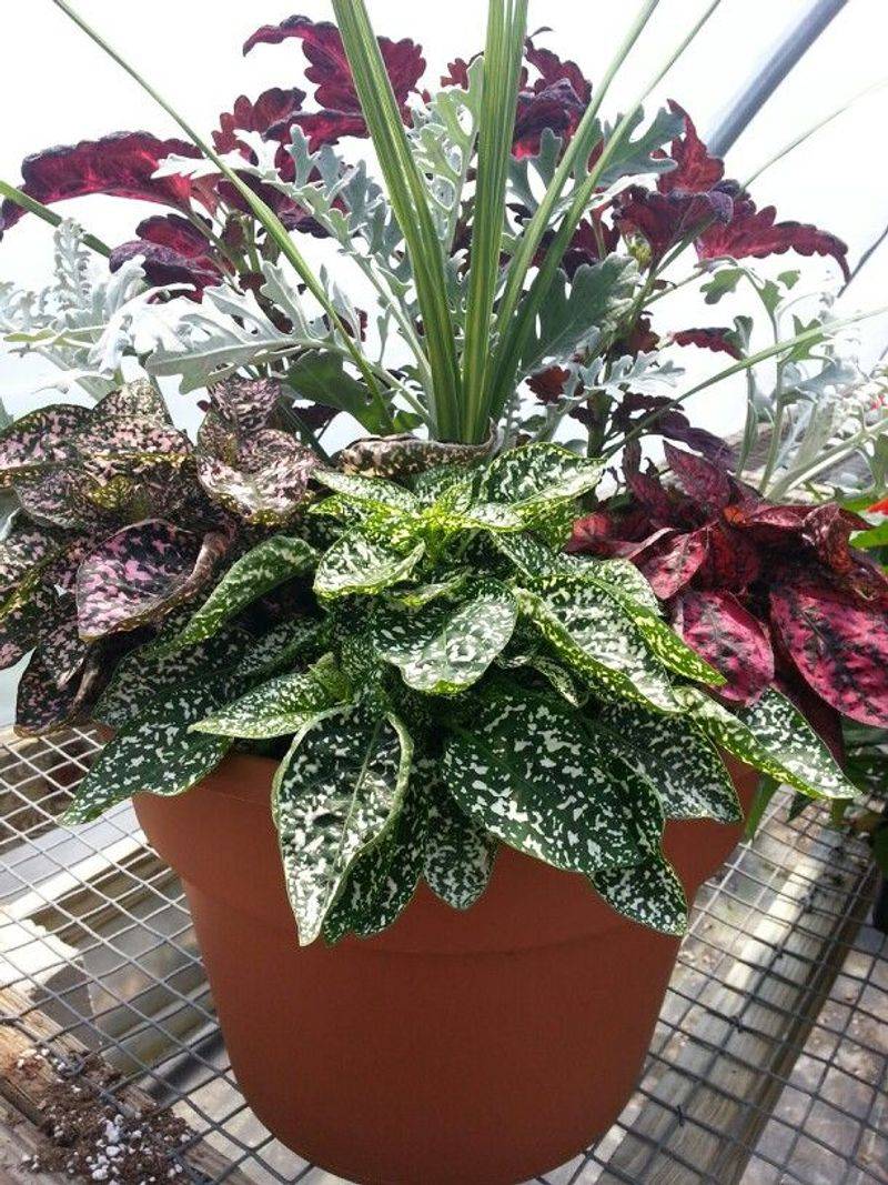 Polka Dot Plant