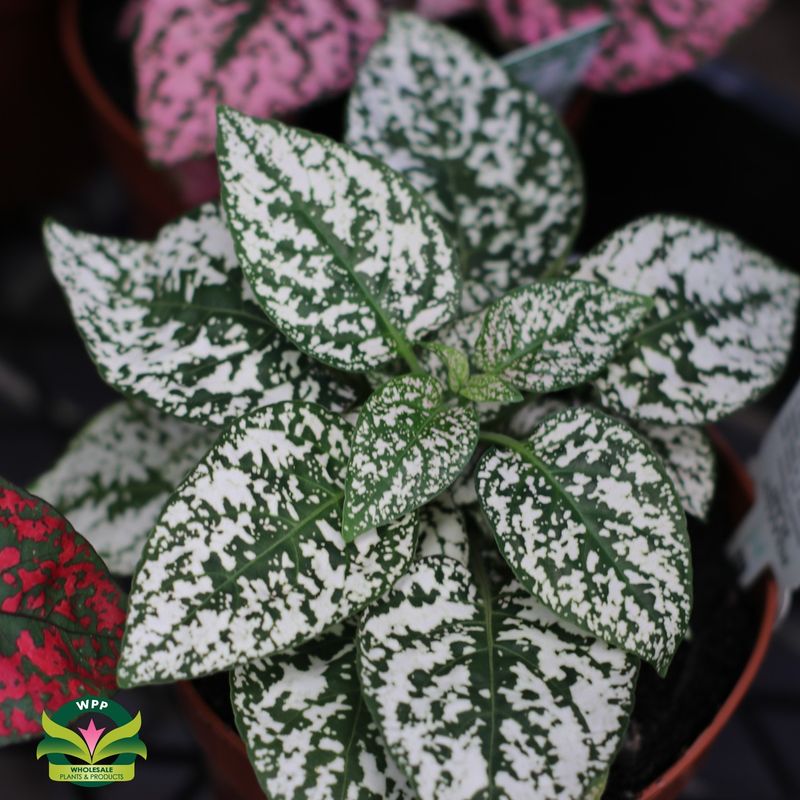 Polka Dot Plant