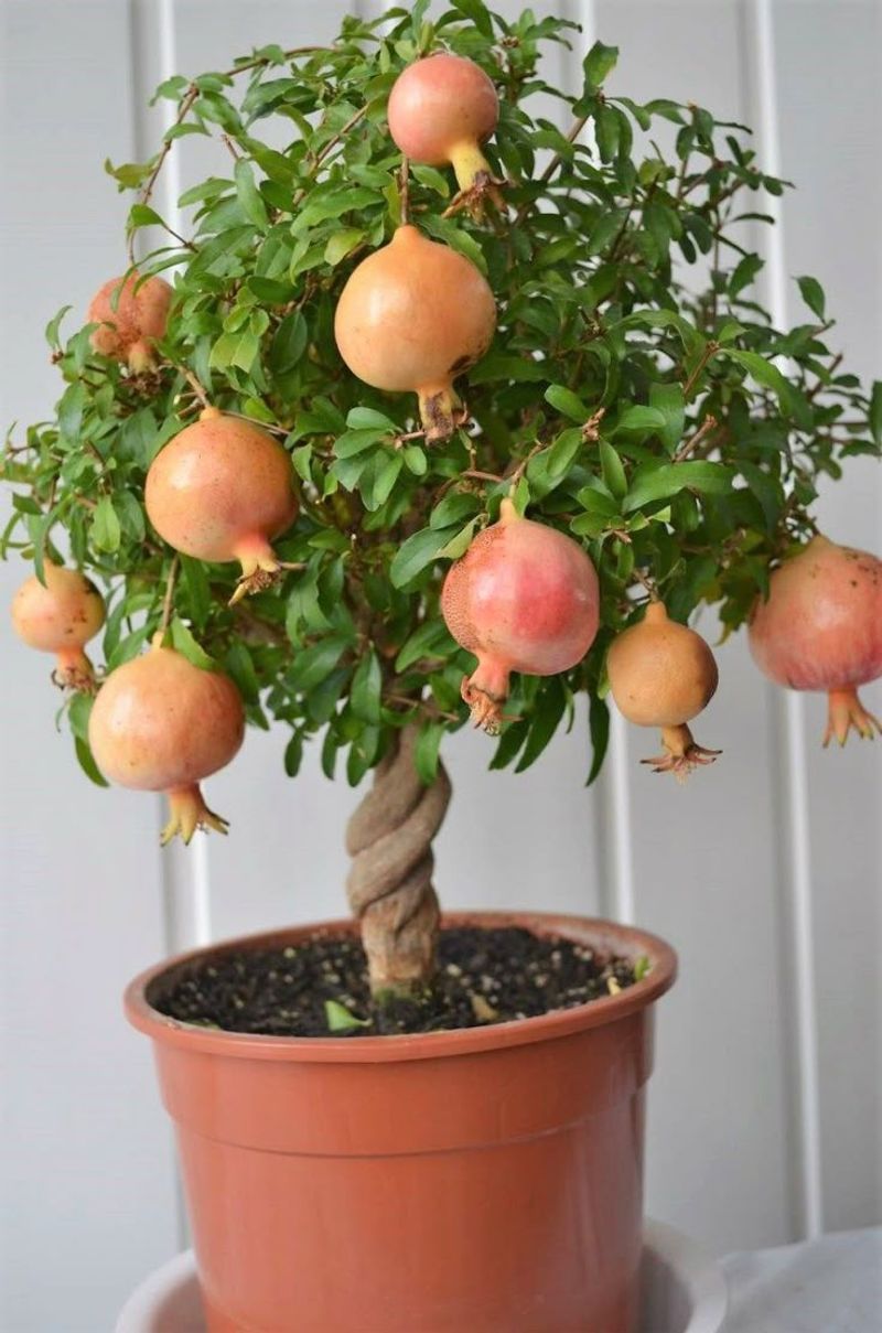 Pomegranate Tree