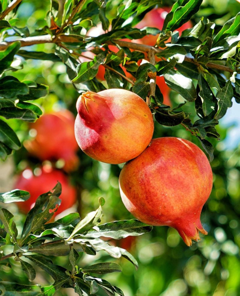 Pomegranate Tree
