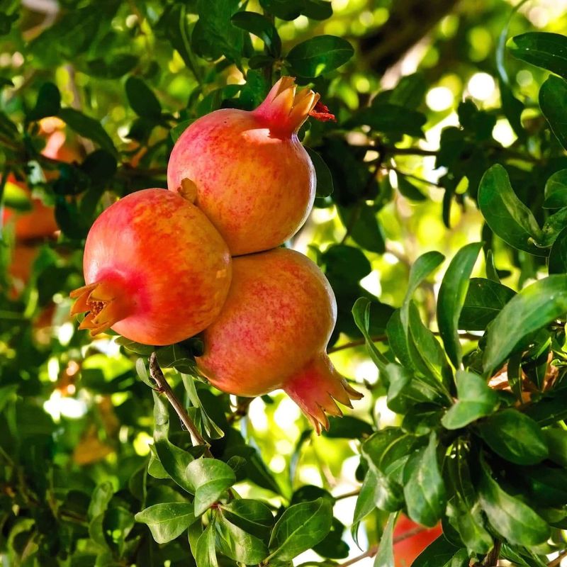 Pomegranate Tree